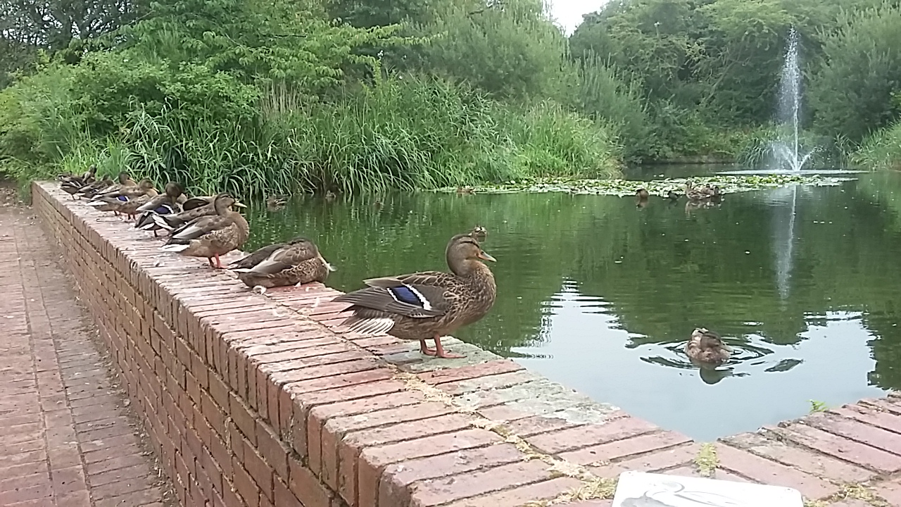 Ducks at pond