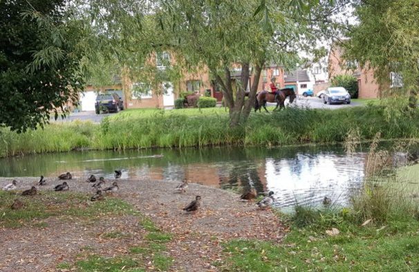 Pond with ducks